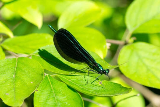 Image of Ebony Jewelwing