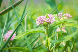 Image of swamp milkweed