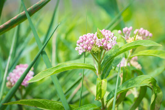 Image of swamp milkweed