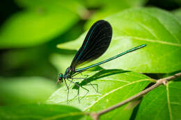 Image of Ebony Jewelwing