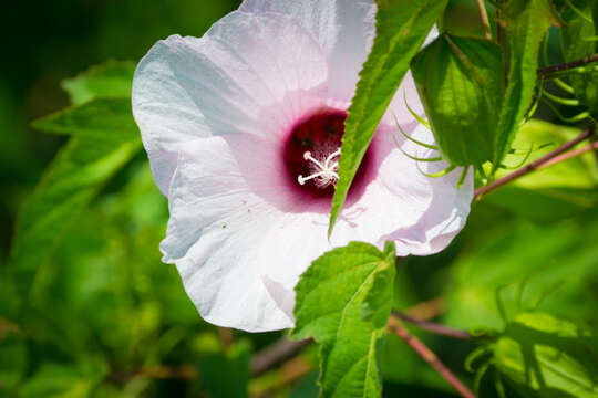 Image of halberdleaf rosemallow