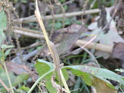 Image of American Anole