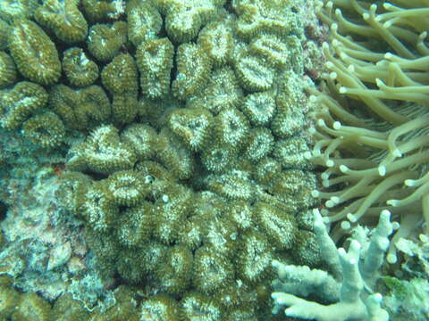 Image of Brain Root Coral