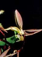 Image of catasetum