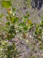 Imagem de Baccharis rhomboidalis Remy