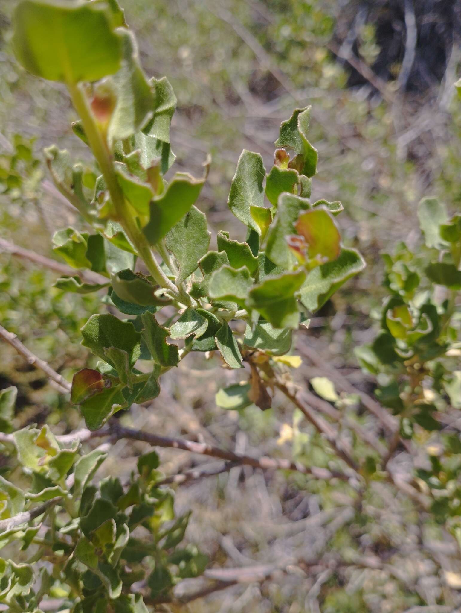 Imagem de Baccharis rhomboidalis Remy