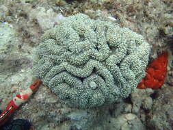 Image of brain coral