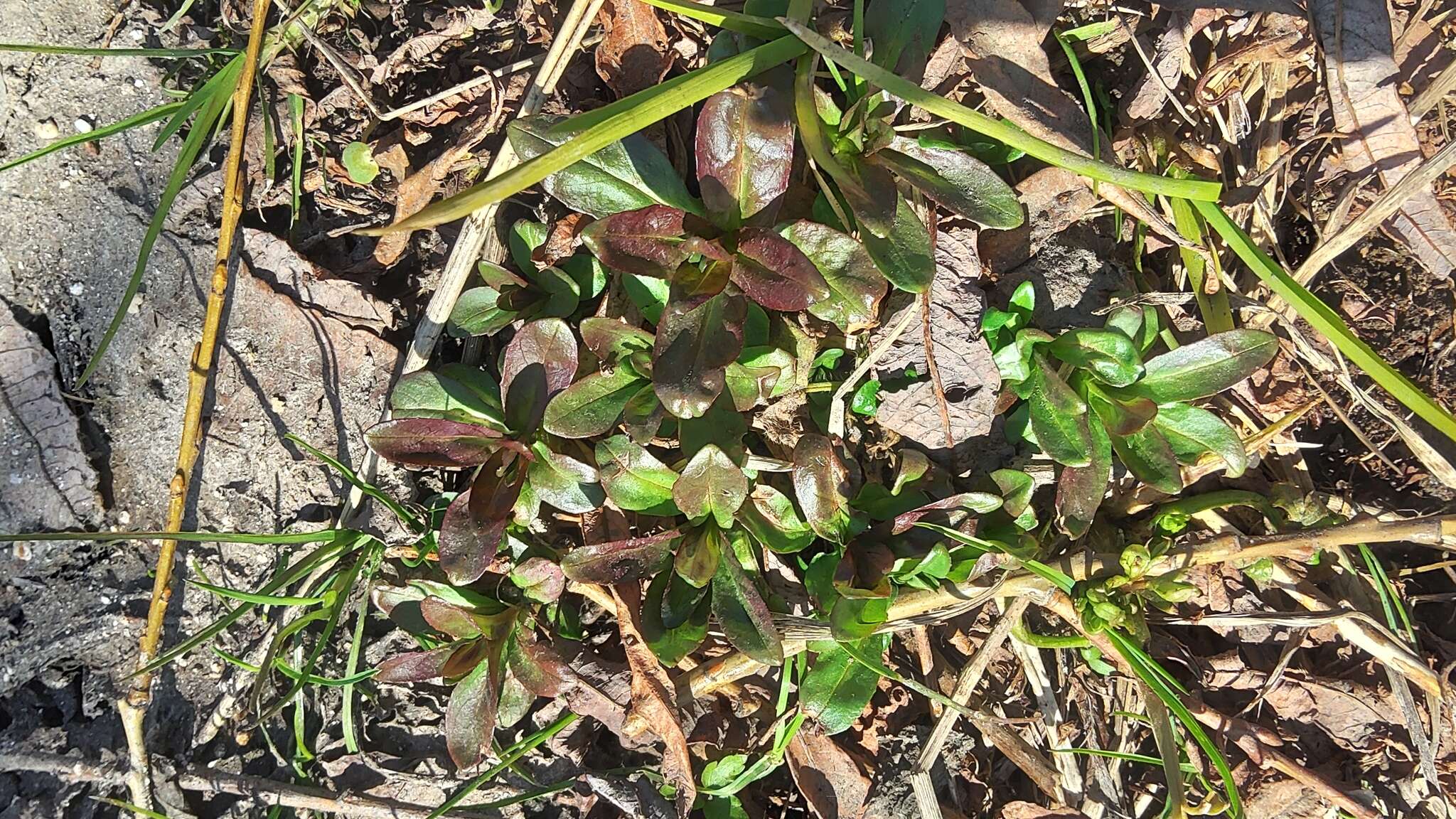 Image of fringed willowherb