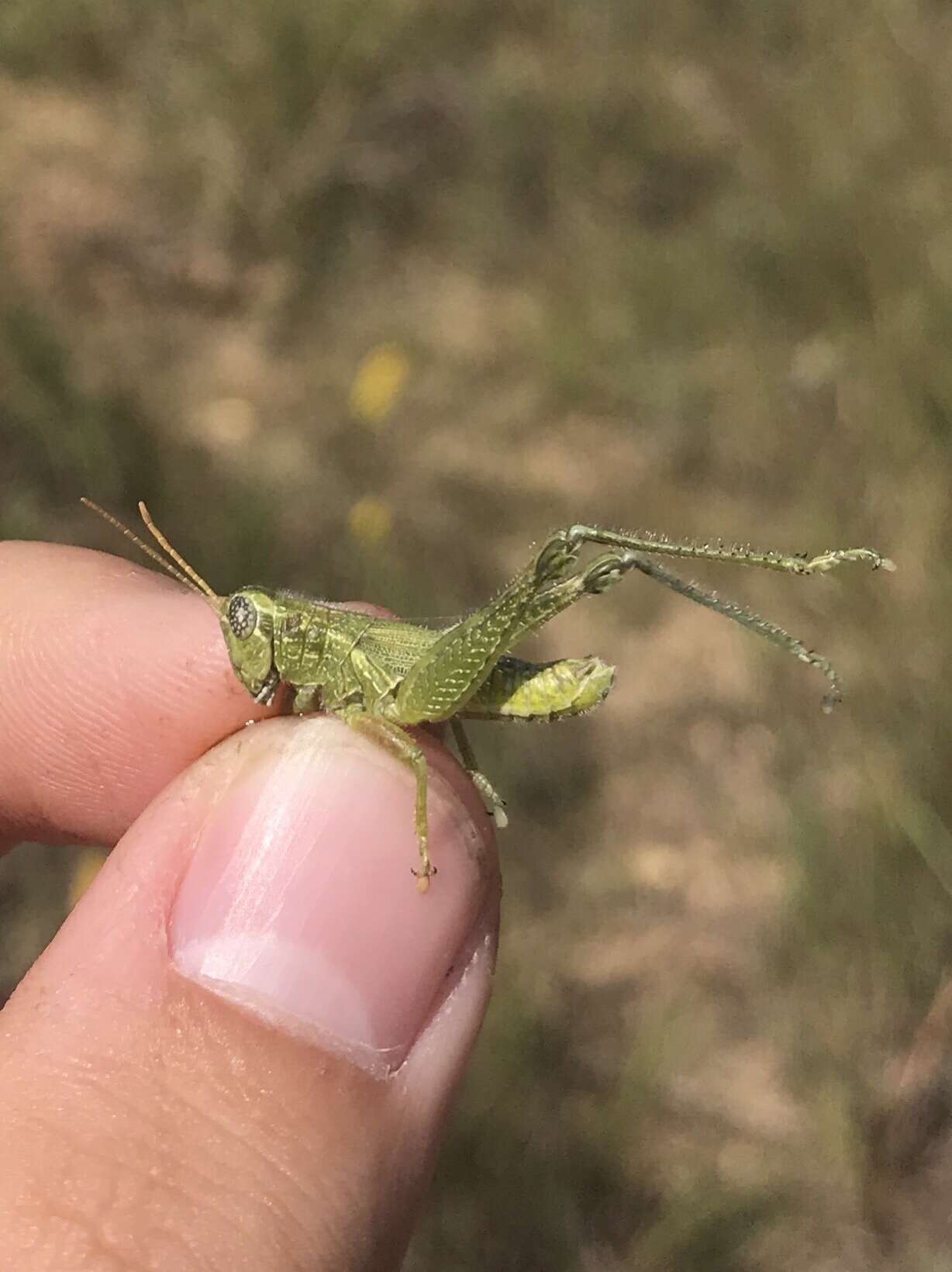 Слика од Campylacantha olivacea (Scudder & S. H. 1875)