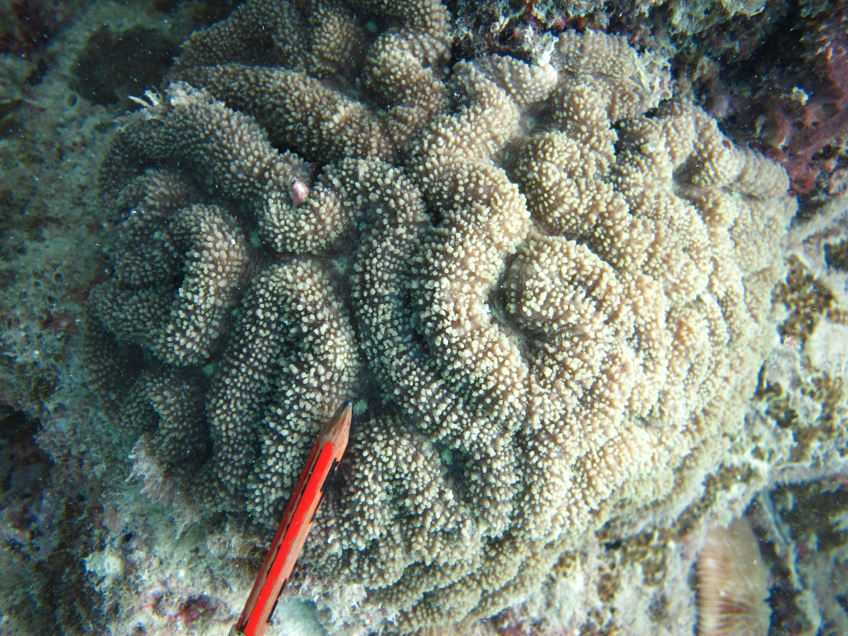 Image of brain coral