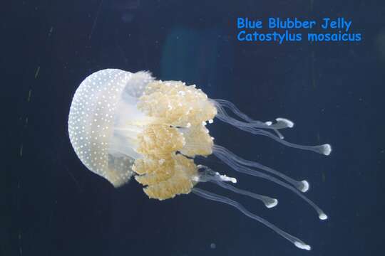 Image of Jelly Blubber