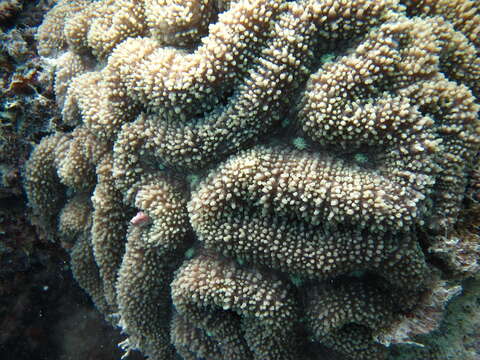 Image of brain coral