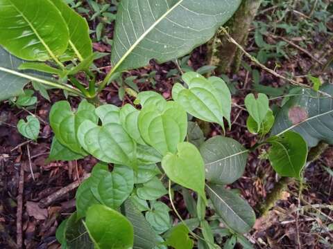 Image of Dioscorea seriflora Jum. & H. Perrier