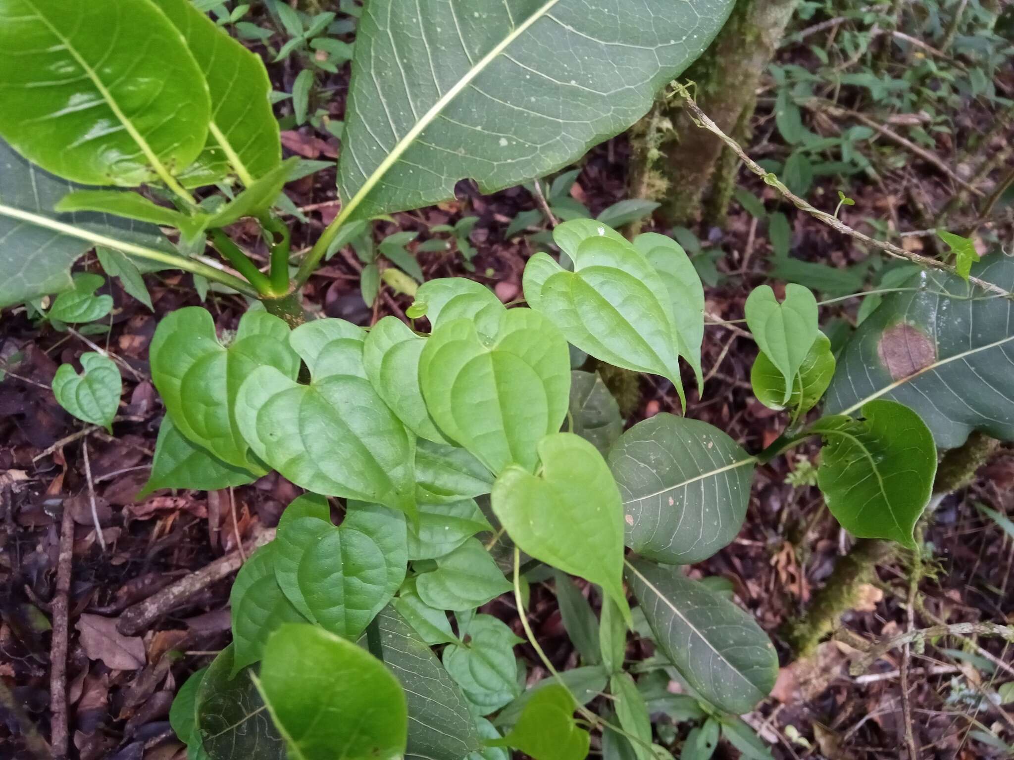 Image of Dioscorea seriflora Jum. & H. Perrier