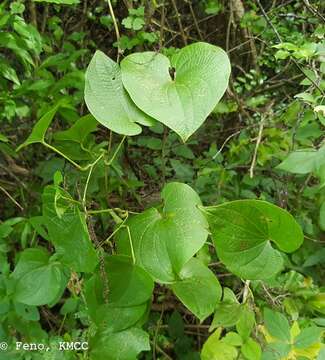 Sivun Dioscorea sambiranensis subsp. bardotiae Wilkin kuva