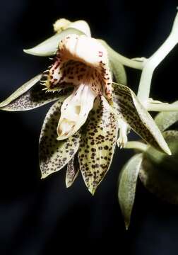 Image of Lustrous black Catasetum