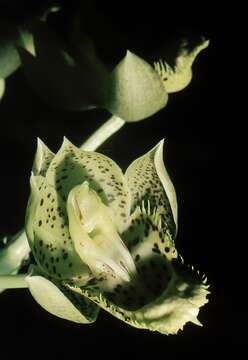 Image of Lustrous black Catasetum