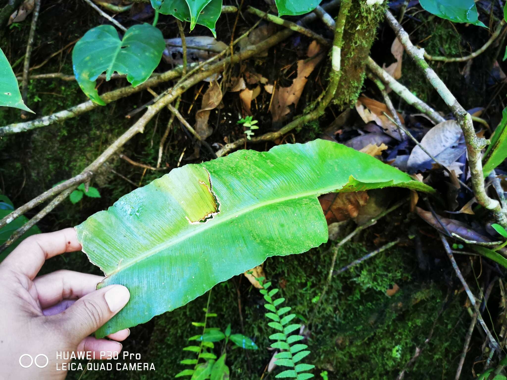 Sivun Asplenium serratum L. kuva