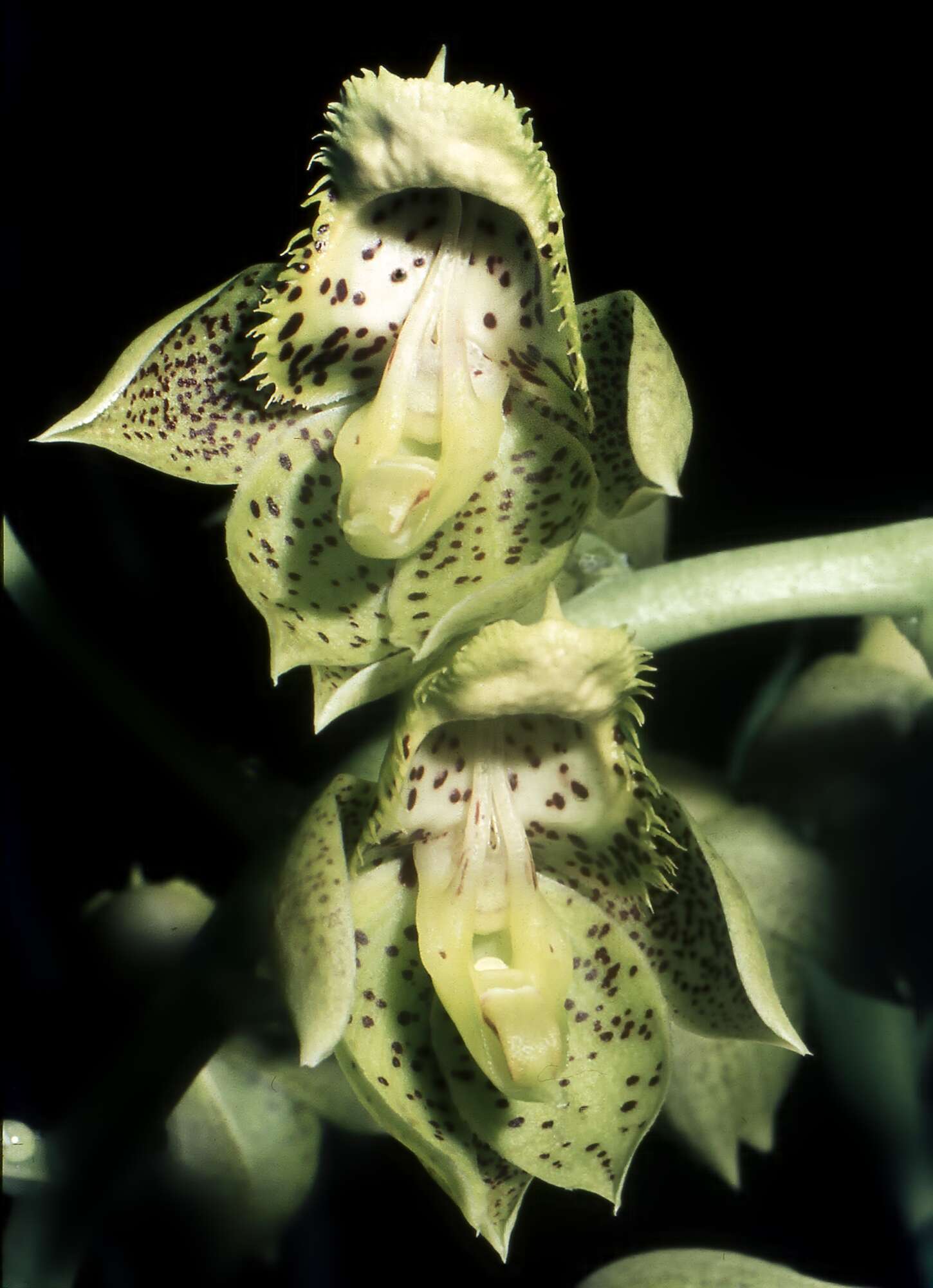 Image of catasetum