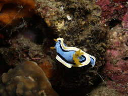 Image of Chromodoris annae Bergh 1877