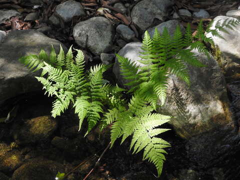 Image of Amauropelta concinna (Willd.) Pic. Serm.