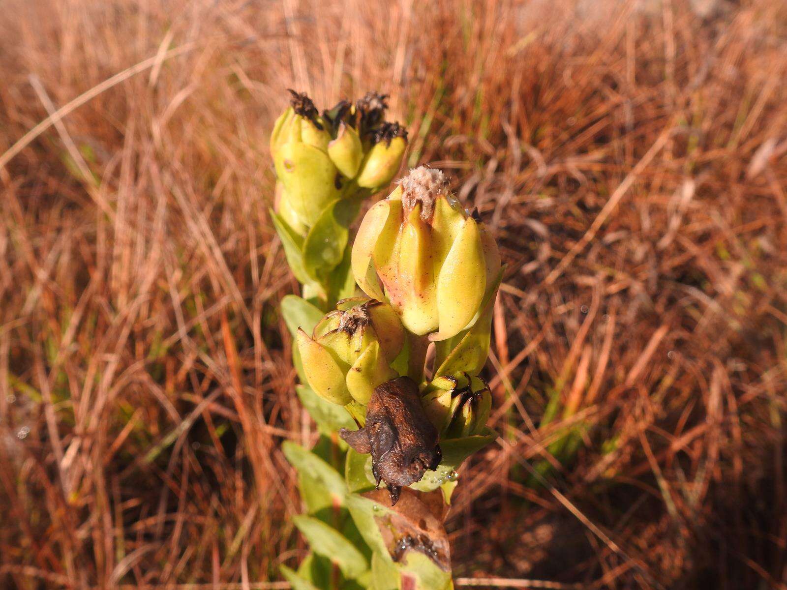 Image of Lopholaena disticha (N. E. Br.) S. Moore