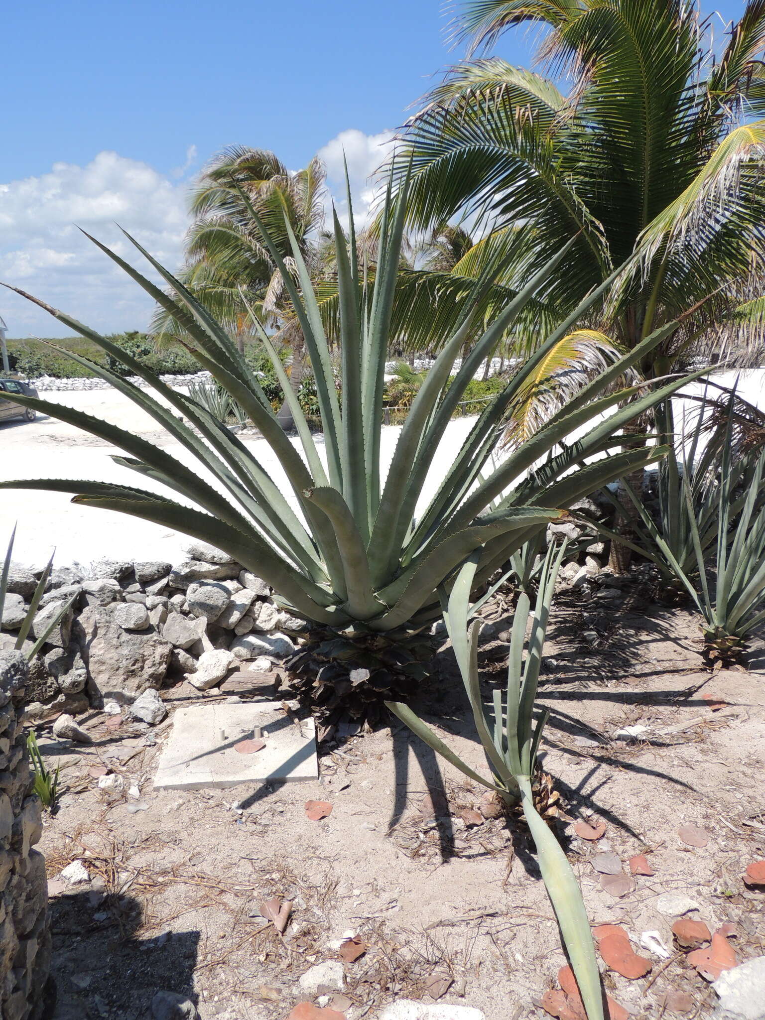 Image of Agave mapisaga Trel.