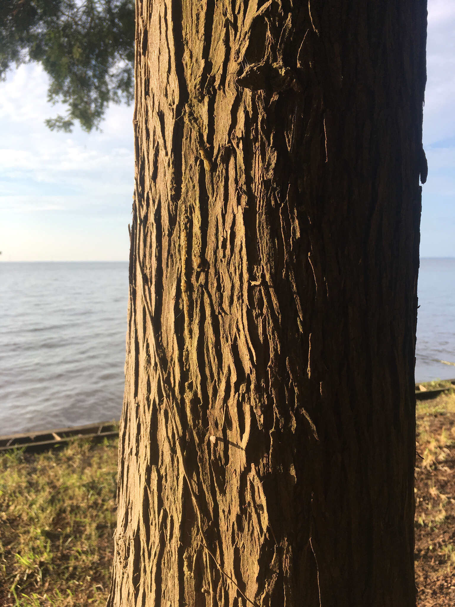 Image of Atlantic White Cedar