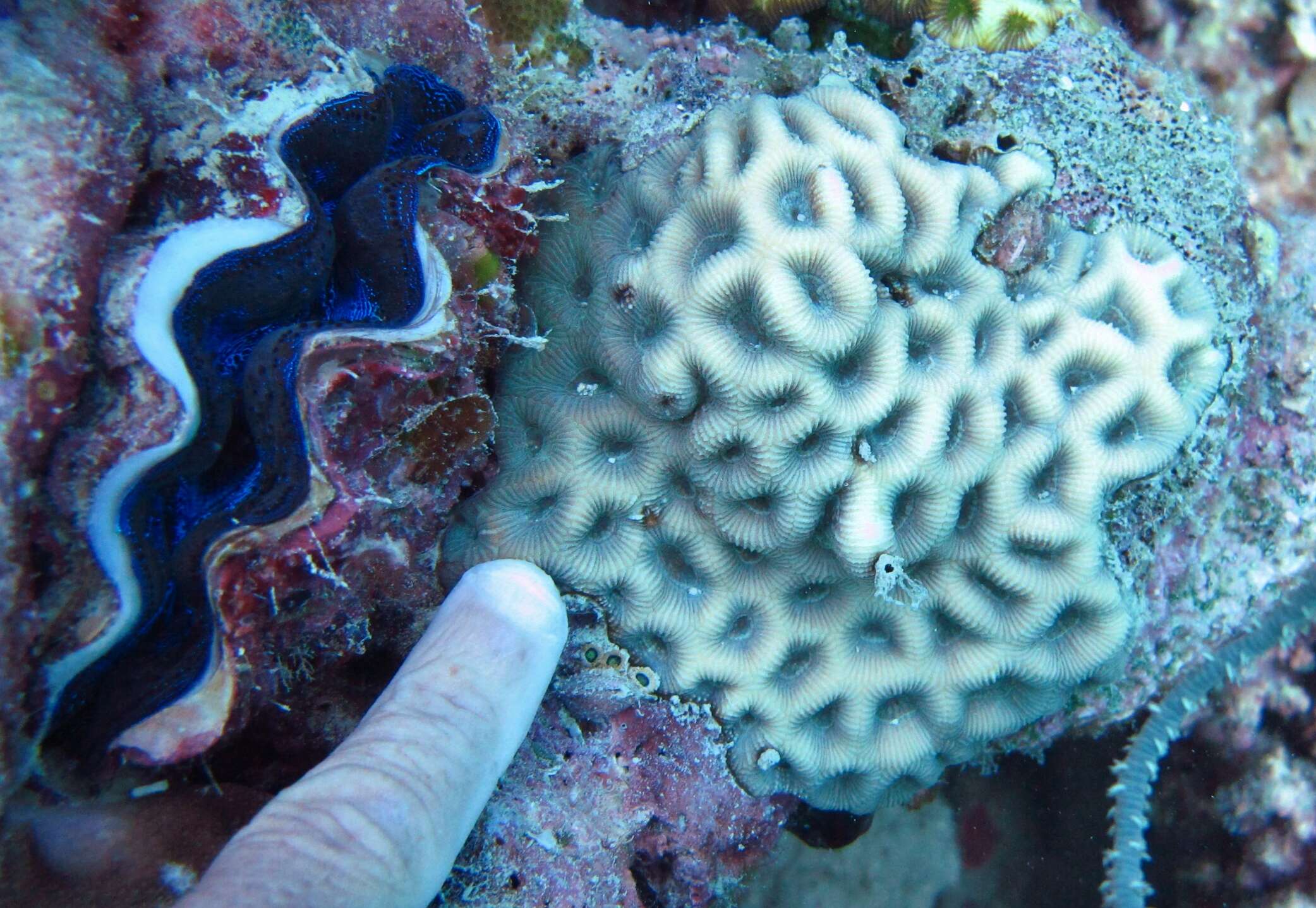 Image of larger star coral