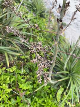 Image of Dyckia encholirioides (Gaudich.) Mez