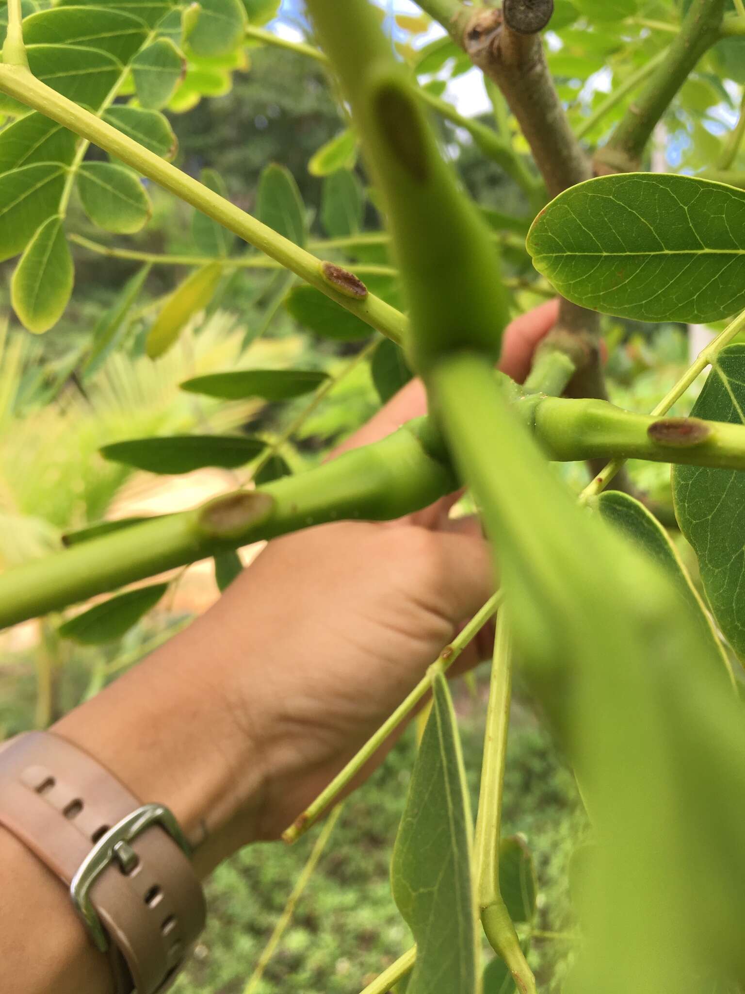 Image of tall albizia