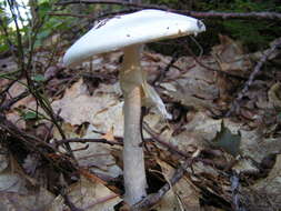 Image of Amanita bisporigera G. F. Atk. 1906