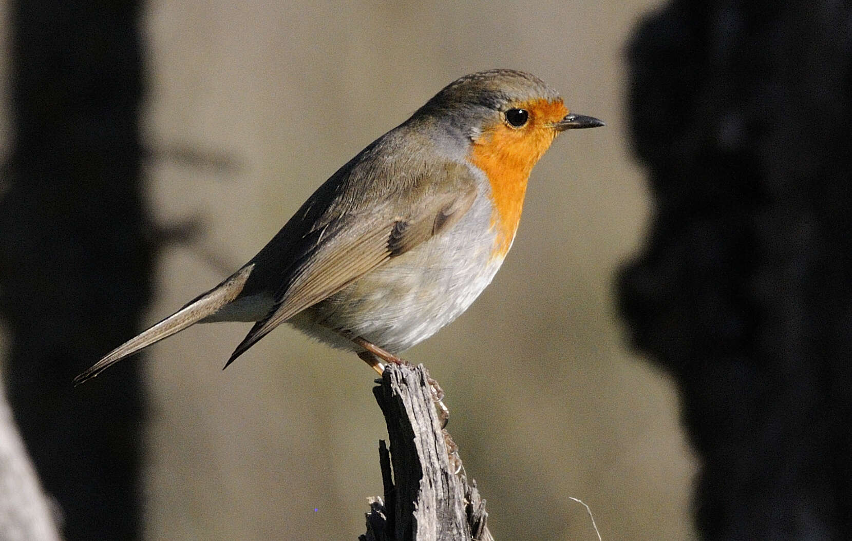 Image of Erithacus rubecula rubecula (Linnaeus 1758)