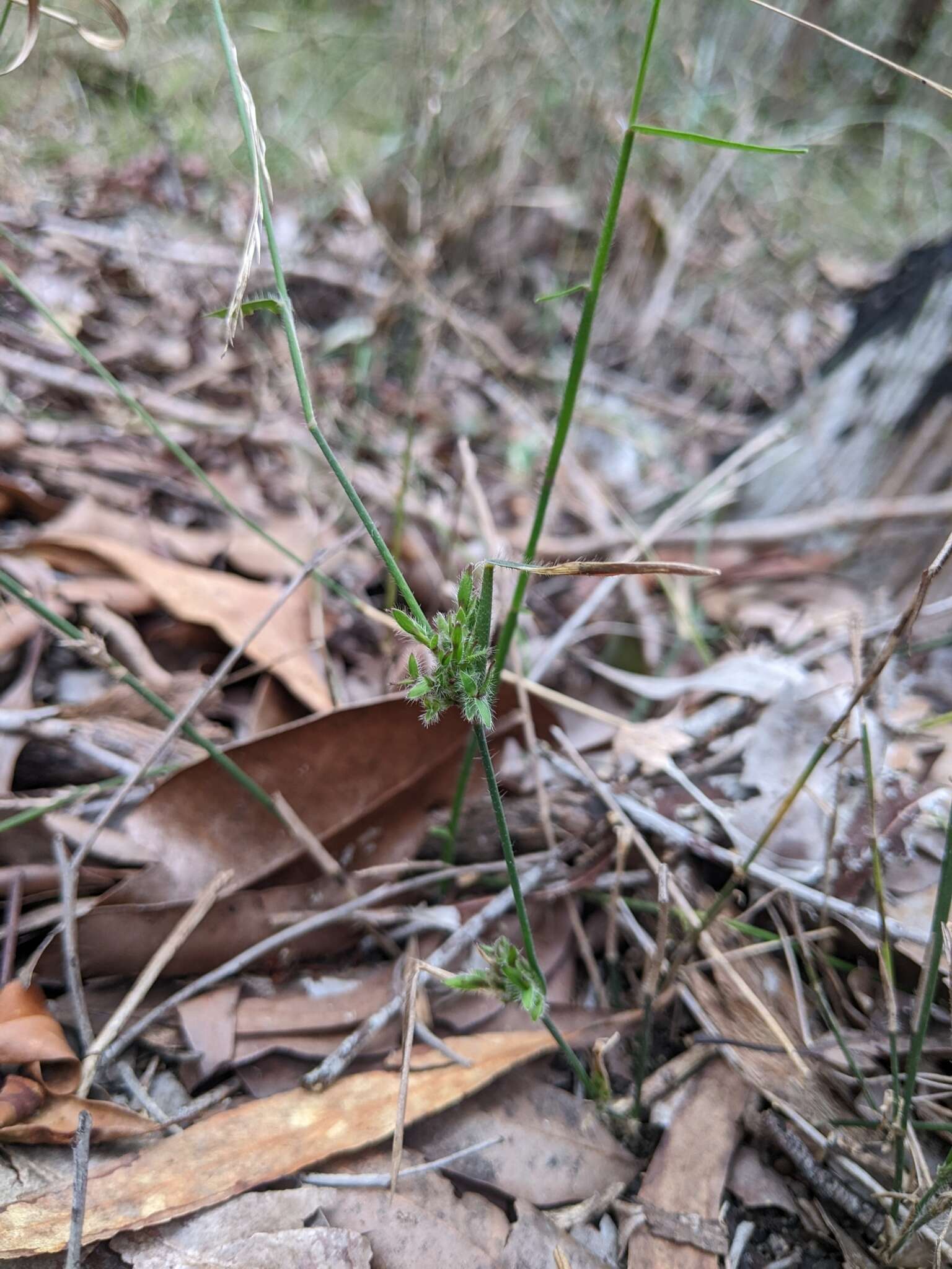 Imagem de Entolasia stricta (R. Br.) Hughes