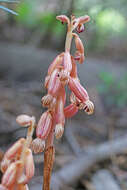 Image of Vreeland's coralroot