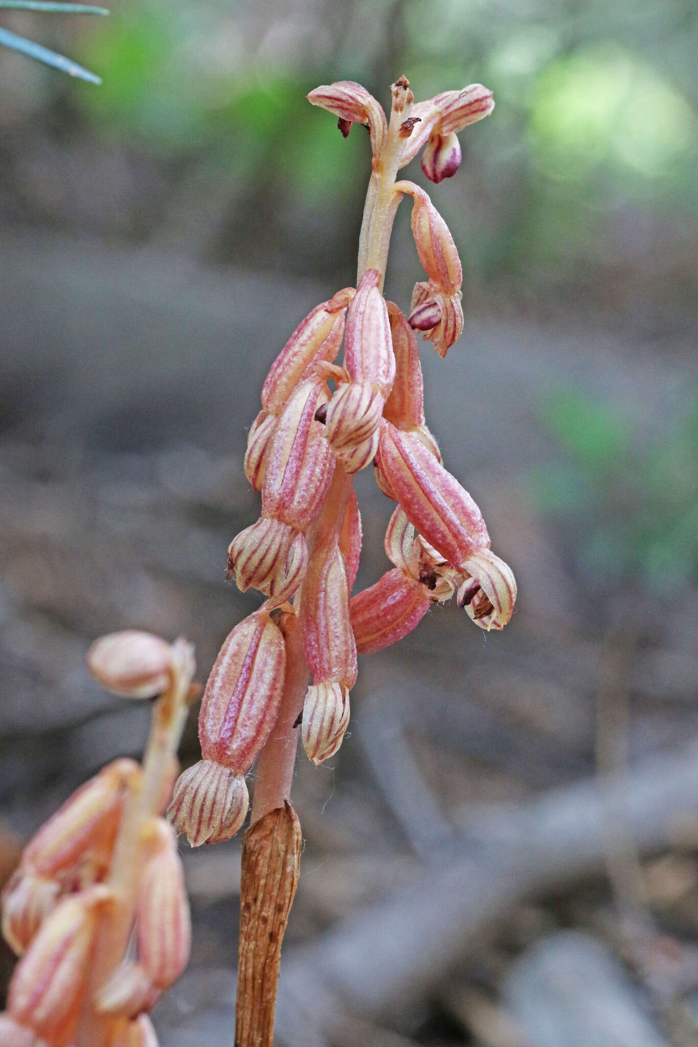 Image of Vreeland's coralroot