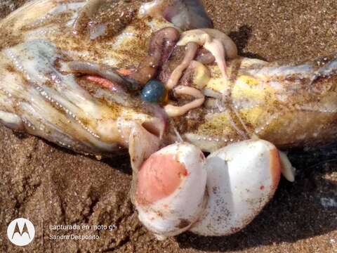 Image of Toadfish