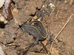 Image of Italian crested newt