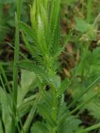 Image of Achillea ledebourii Heimerl