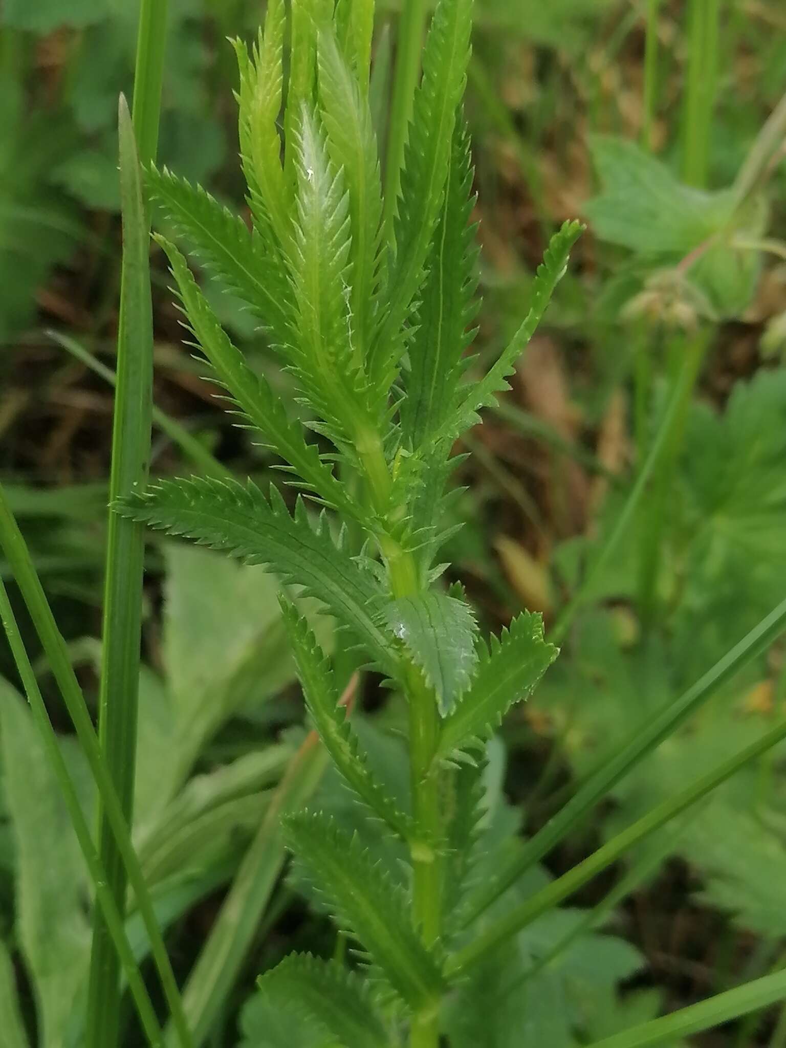 Sivun Achillea ledebourii Heimerl kuva