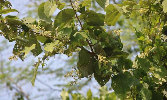 Слика од Aspidopterys cordata (Heyne ex Wall.) A. Juss.