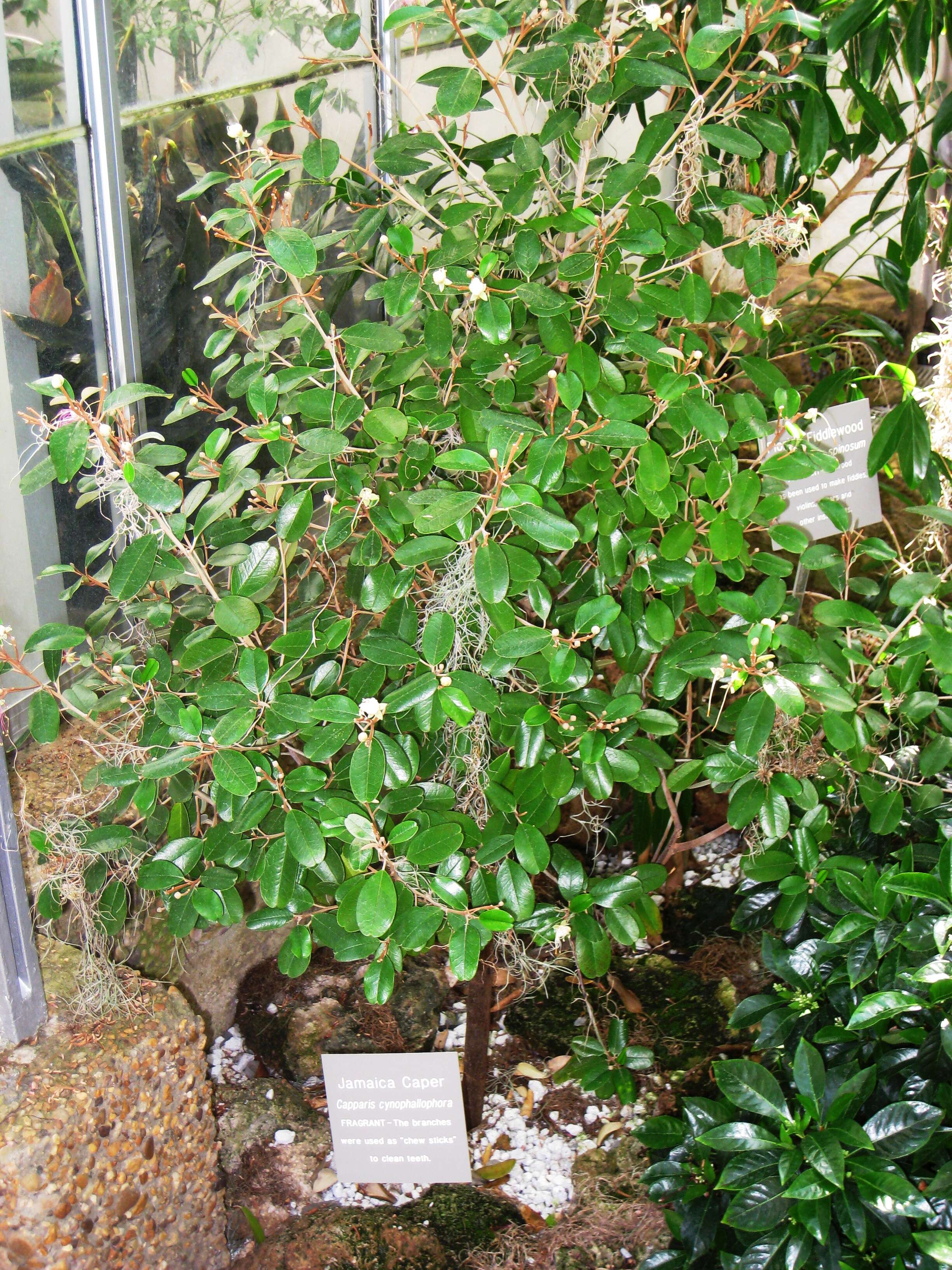 Image of Jamaican Capertree