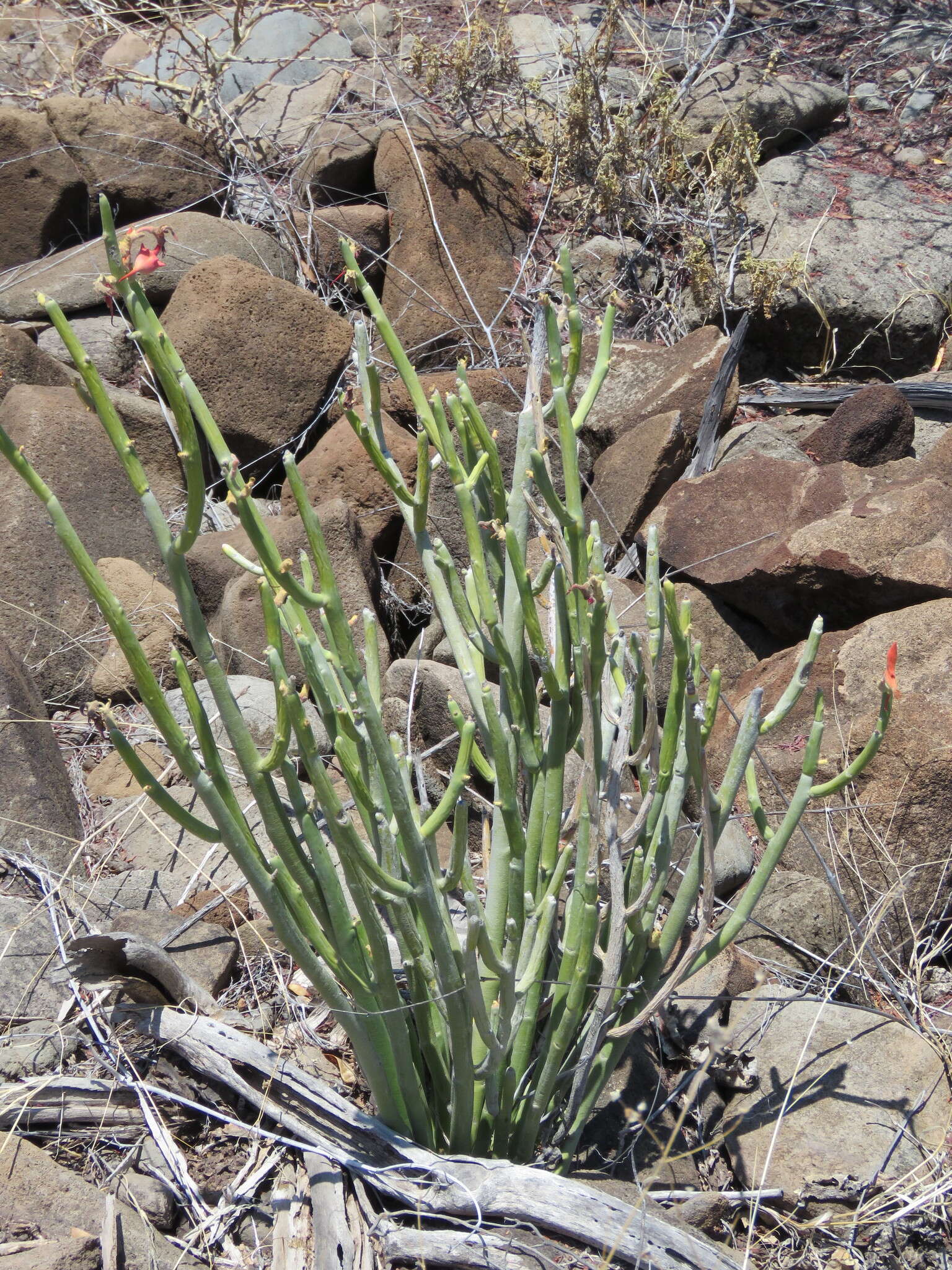 Image of Euphorbia lomelii V. W. Steinm.