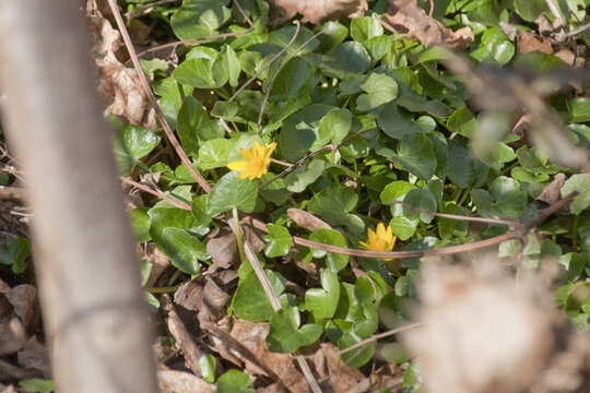 Image of Lesser celandine