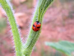 Imagem de Coccinella monticola Mulsant 1850