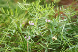 Lathyrus lanszwertii subsp. lanszwertii resmi