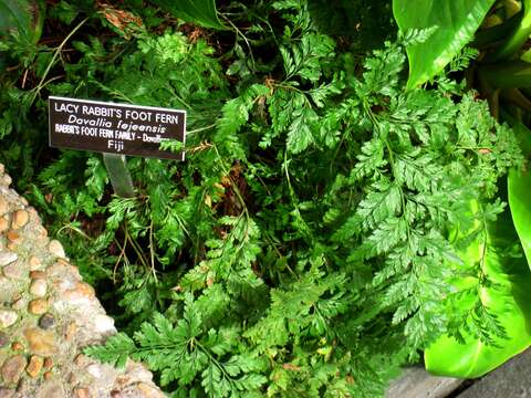 Image of Lacy hare’s-foot fern