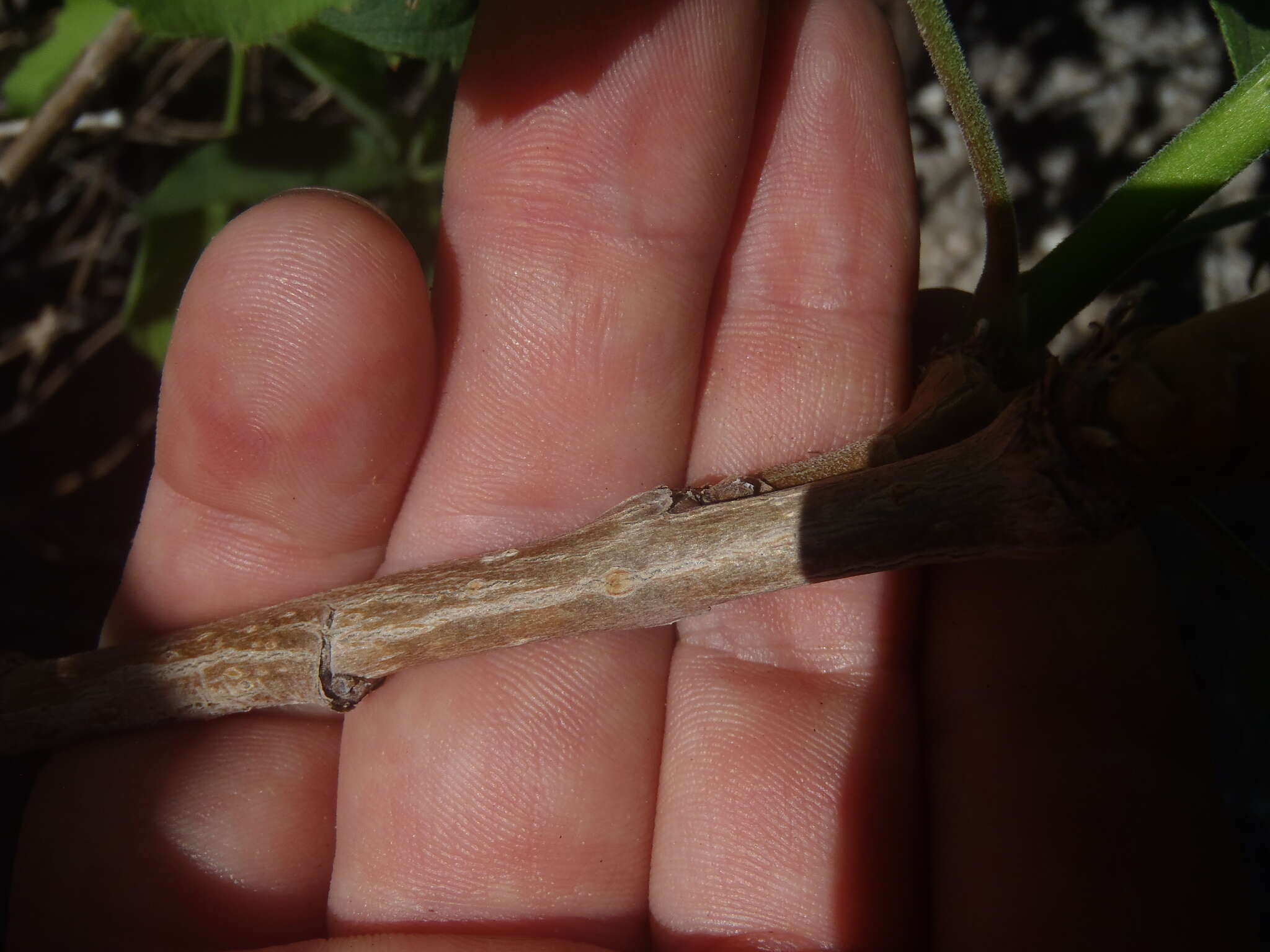 Image de Aralia humilis Cav.