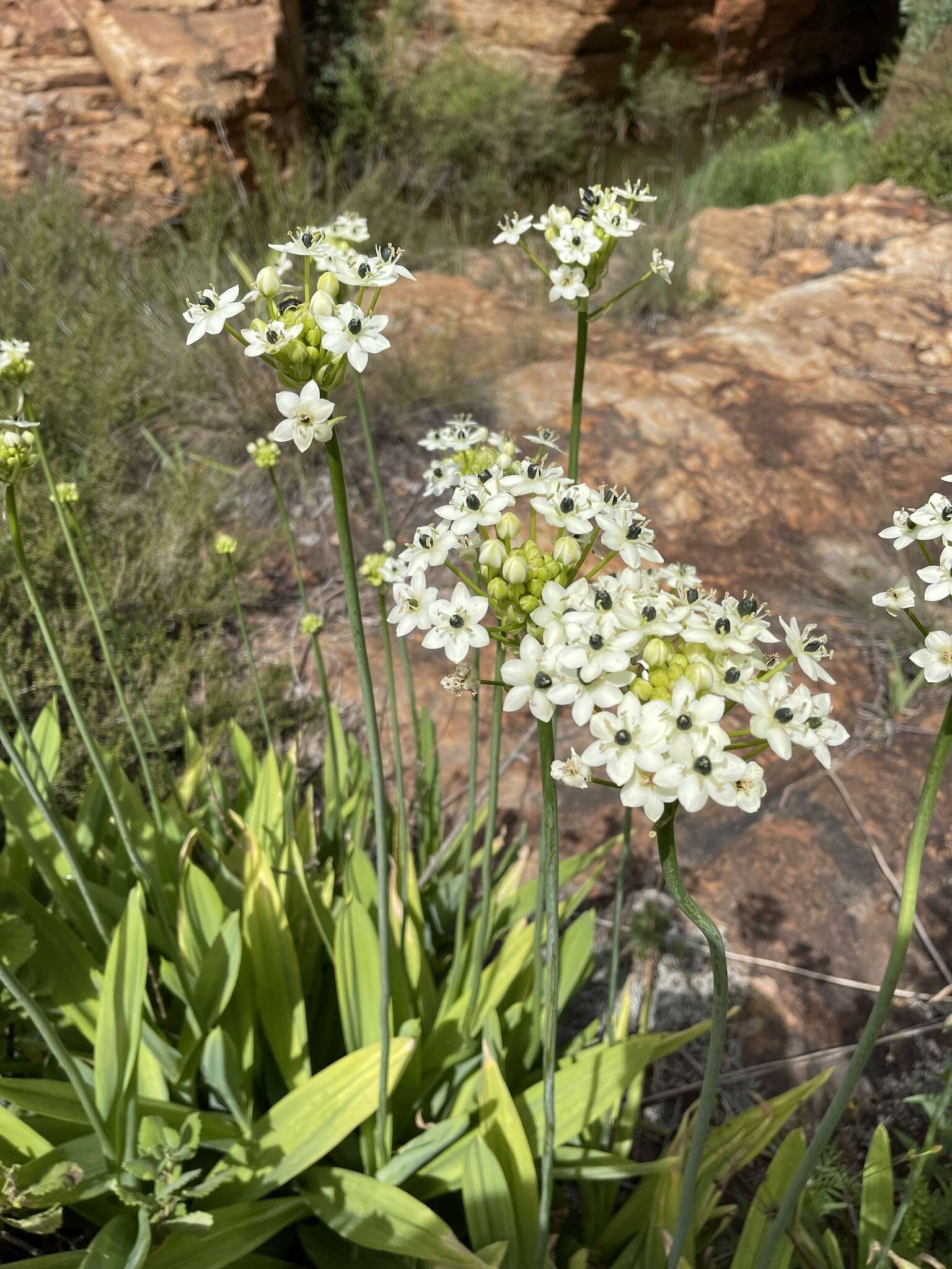 Слика од Ornithogalum saundersiae Baker