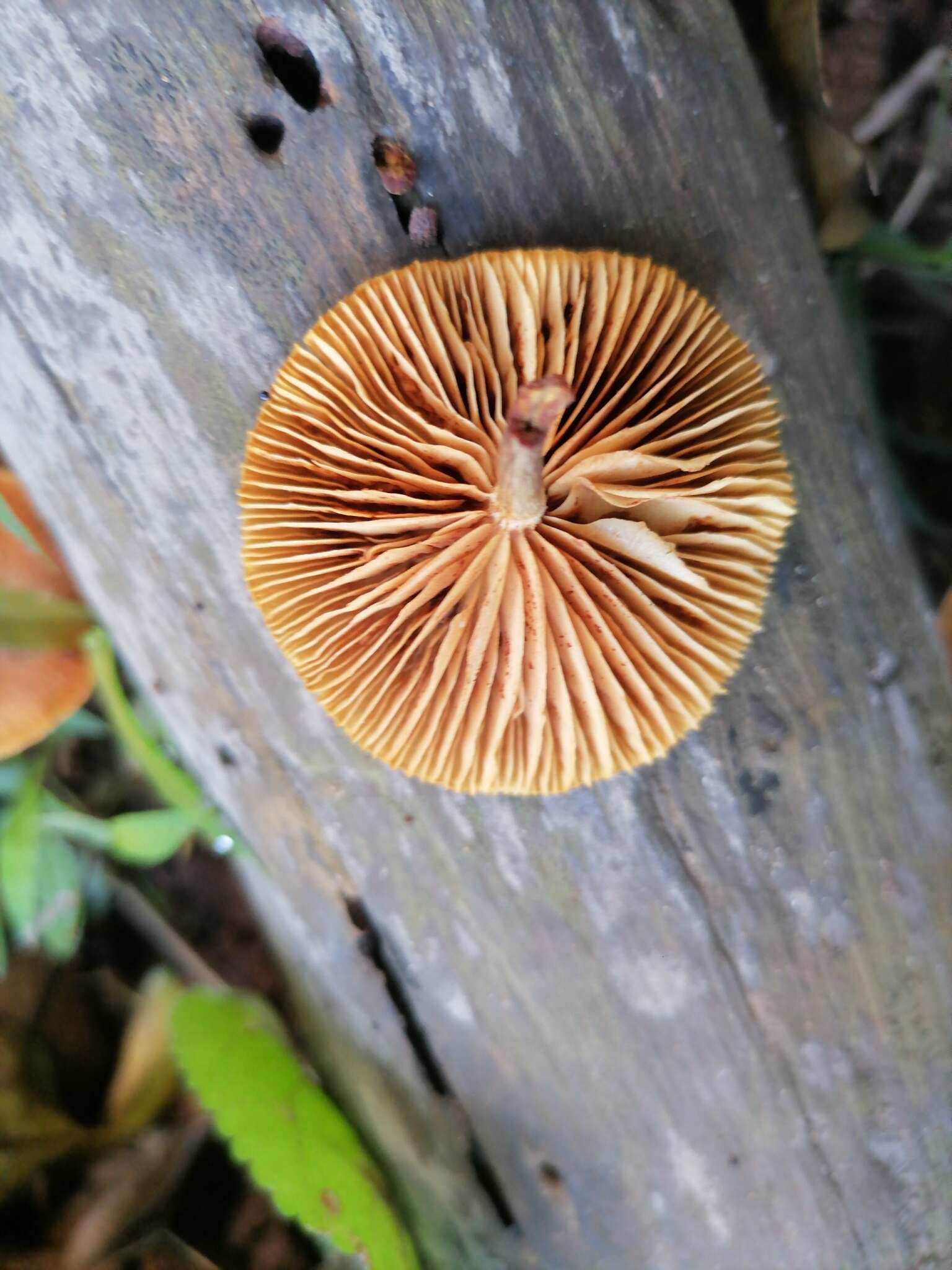 Image of Gymnopilus dilepis (Berk. & Broome) Singer 1951